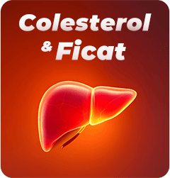 Colesterol și Ficat