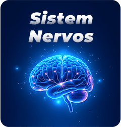 Sistemul Nervos